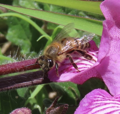 Western Honey Bee