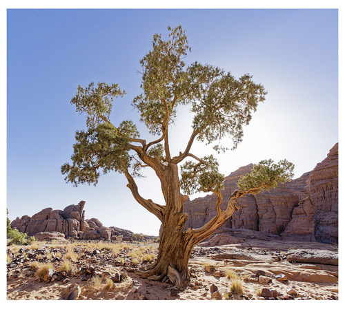 Saharan cypress (Cupressus dupreziana)