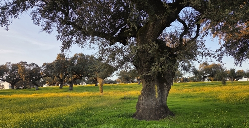 sweet acorn oak