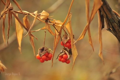salsilla