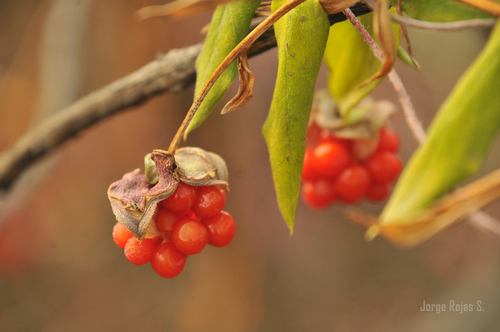 salsilla