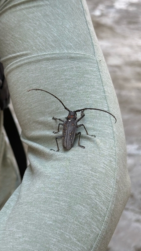 Mango Stem Borer
