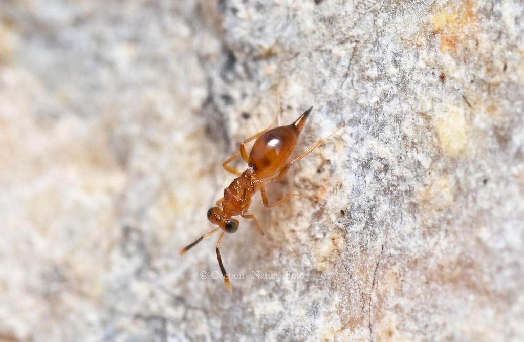 Diparidae from 牟平区, 烟台市, 山东省, CN on January 9, 2026 at 02:03 PM by ...
