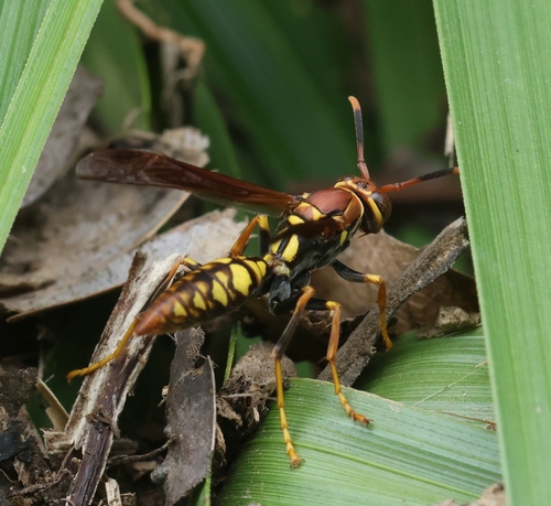 Variegated Paper Wasp