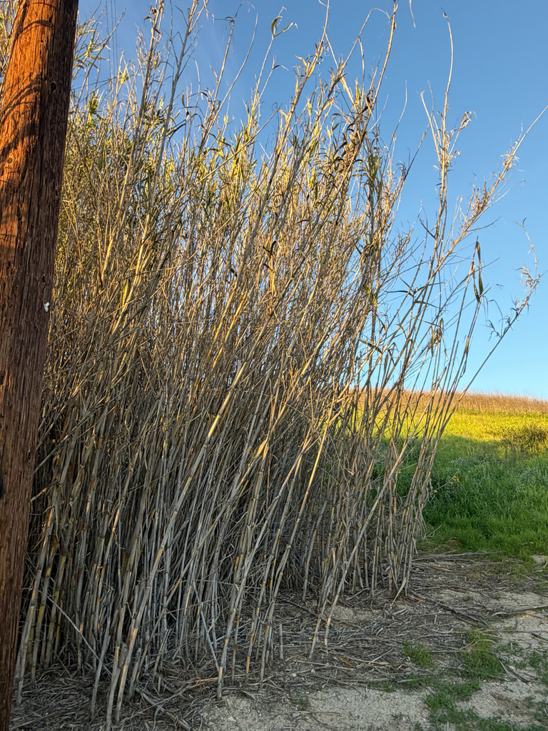 giant reed from Los Angeles, CA, US on January 16, 2026 at 04:32 PM by ...