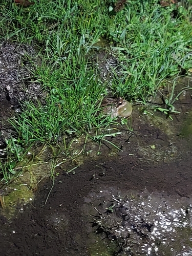 iNaturalist observation photo of Pacific chorus frog