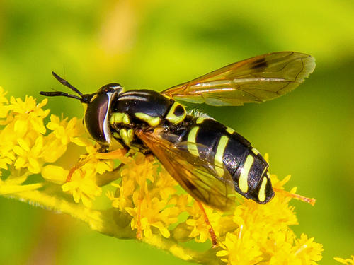 Chrysotoxum festivum nuotrauka