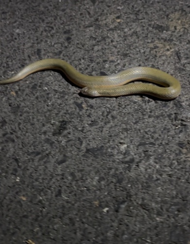 Murphy's Mud Snake