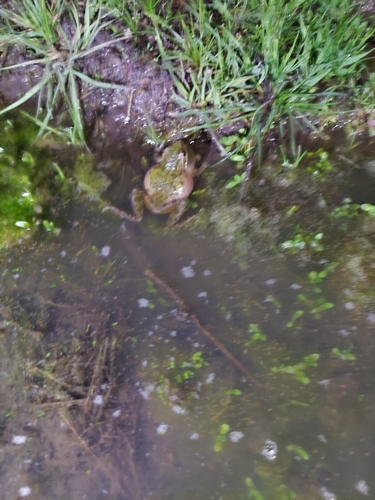 iNaturalist observation photo of Pacific chorus frog