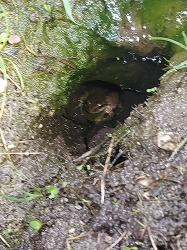 iNaturalist observation photo of Pacific chorus frog