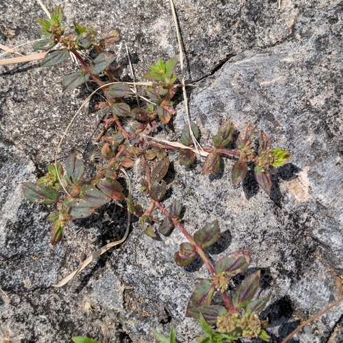 Asthma Plant