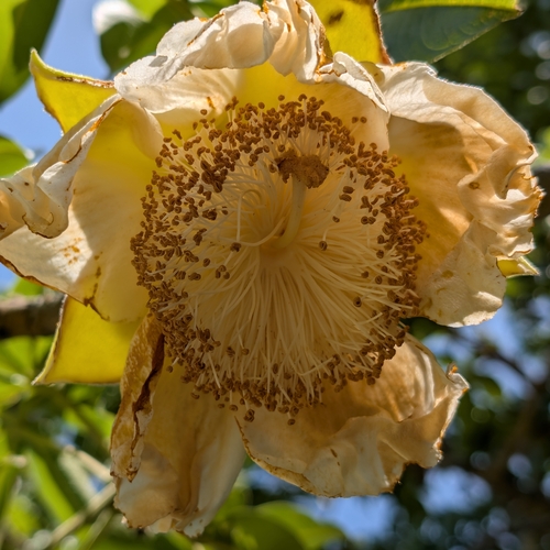 African baobab