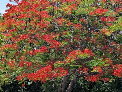 Flamboyant