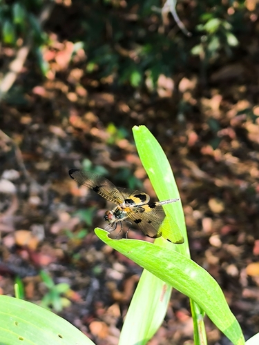 Yellow-striped Flutterer