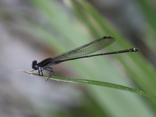 Dusky Dancer