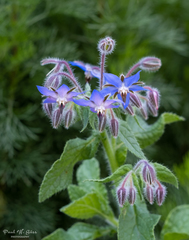 Borage - Photo (c) Paul Werner Süss, all rights reserved, uploaded by Paul Werner Süss