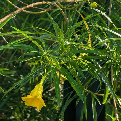 Be-still tree