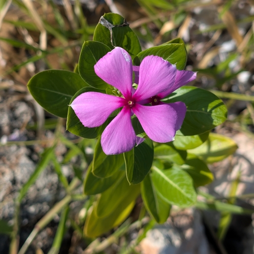 Madagascar Periwinkle
