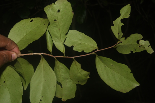 Maytenus belizensis