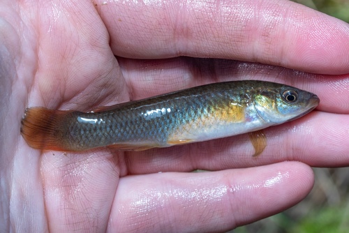 Plains Topminnow