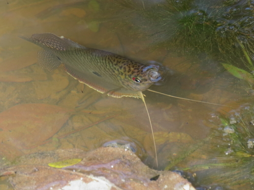 Three Spot Gourami
