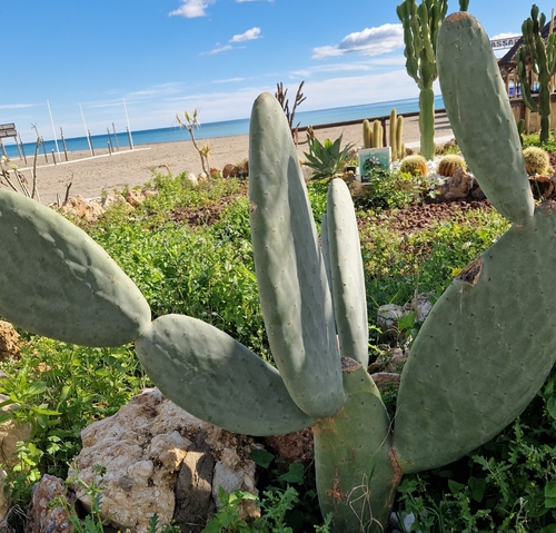 Avistamiento Chumbera (Opuntia ficus-indica)