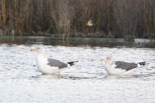 Avistamiento Gaviota Dorsinegra Menor