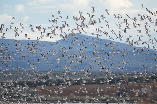 Avistamiento Gaviota Dorsinegra Menor
