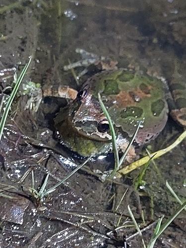 iNaturalist observation photo of Pacific chorus frog