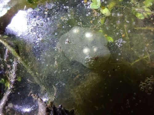iNaturalist observation photo of Pacific chorus frog