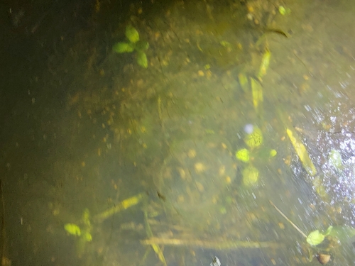 iNaturalist observation photo of Amphibians