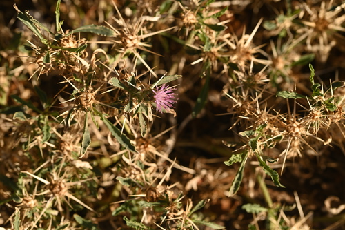 Centaurea pungens
