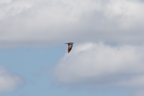 Plumbeous Kite