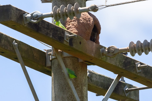 Cobalt-rumped Parrotlet