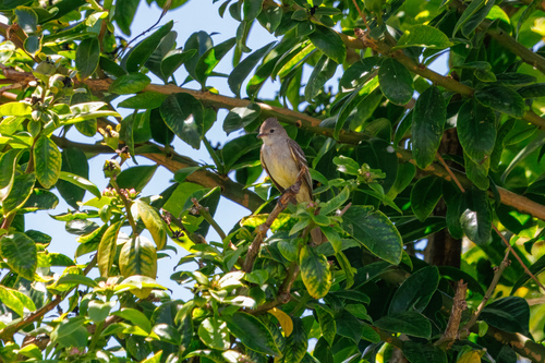 Yellow-bellied Elaenia