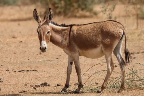 Donkey