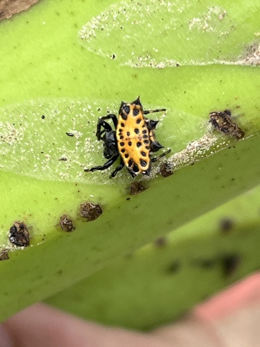 Spinybacked Orbweaver