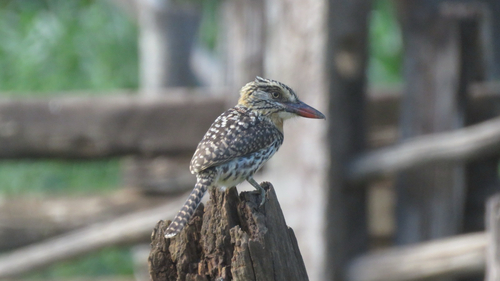 Spot-backed Puffbird