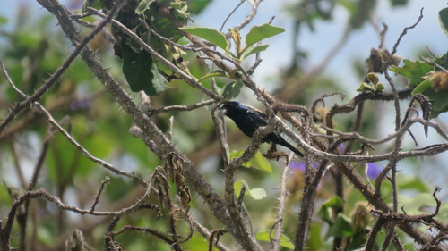 Blue-black Grassquit