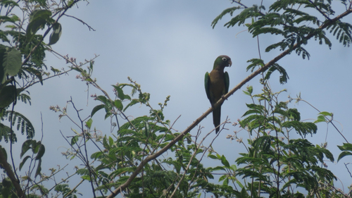 Cactus Parakeet