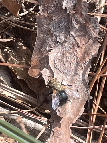 Unknown species found near Peoples Road, Conroe, TX, US