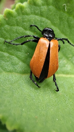 Lyttana priapica