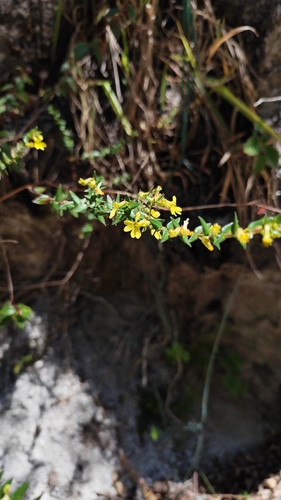 Cuphea flava