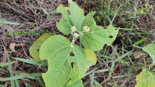 Pavonia malacophylla
