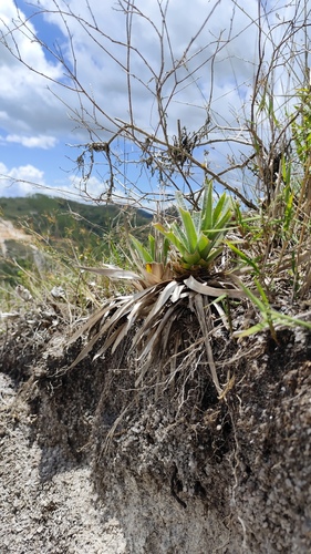 Paepalanthus capixaba