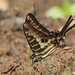 Graphium bouyeri - Photo (c) David Beadle, all rights reserved, uploaded by David Beadle