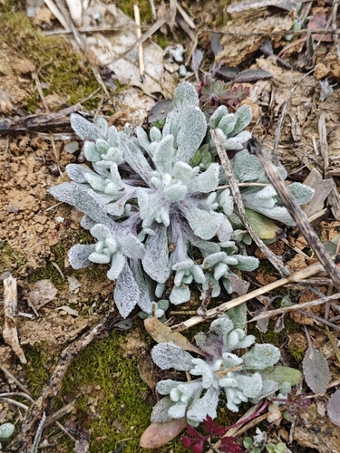 Cotton Weed