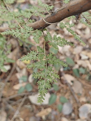 Japanese climbing fern