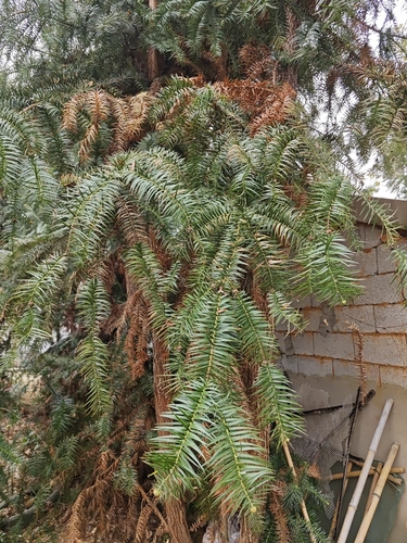 China-fir
