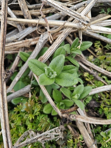Sticky mouse-ear chickweed